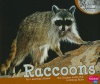 Raccoons (Nocturnal Animals)